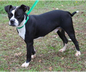 Boston Terrier-Unknown Mix Dogs for adoption in Prattville, AL, USA