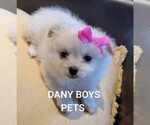Small Photo #5 Pomeranian Puppy For Sale in WENATCHEE, WA, USA