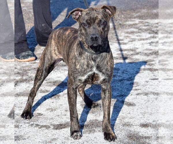 Medium Photo #3 American Staffordshire Terrier-Boxer Mix Puppy For Sale in Huntley, IL, USA