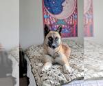 Small #2 Siberian Husky Mix
