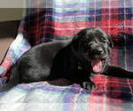 Small Photo #11 Labrador Retriever Puppy For Sale in PALM COAST, FL, USA