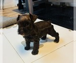 MAPLE - Female Schnauzer (Miniature) Puppy for Sale - Photo #5