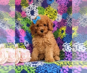 Cock-A-Poo-Poodle (Miniature) Mix Puppy for sale in BIRD IN HAND, PA, USA