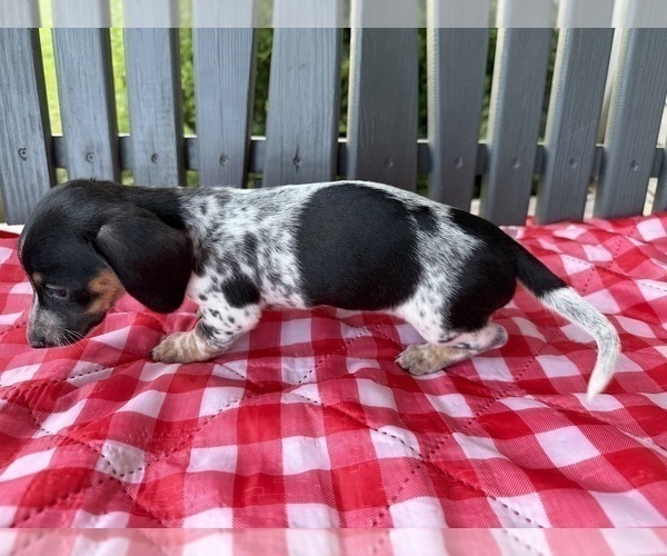 Medium Photo #6 Dachshund Puppy For Sale in WILLARD, OH, USA