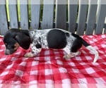 Small #5 Dachshund