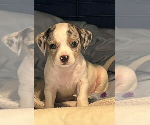 Mutt Dogs for adoption in Mooresville, NC, USA