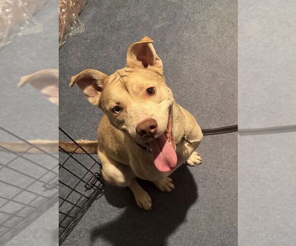 Medium Photo #1 American Pit Bull Terrier-Unknown Mix Puppy For Sale in Duluth, MN, USA