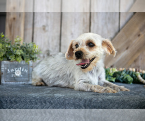 Mother of the Yorkshire Terrier puppies born on 06/16/2025