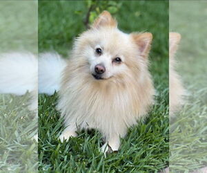 Pomeranian Dogs for adoption in Irvine, CA, USA