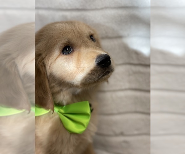 Medium Photo #1 Golden Retriever Puppy For Sale in ANTIOCH, CA, USA