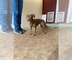 Small #4 Dachshund Mix