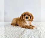 Small #1 Cavapoo (Standard)