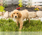 Small #1 Golden Cavadoodle