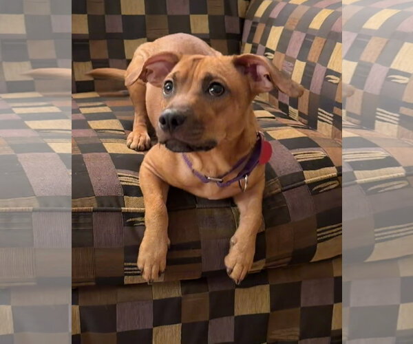 Medium Photo #2 Dachshund-Unknown Mix Puppy For Sale in Royal Palm Beach, FL, USA