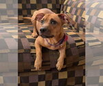 Small #1 Dachshund Mix