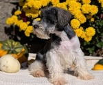 Small #3 Schnauzer (Miniature)