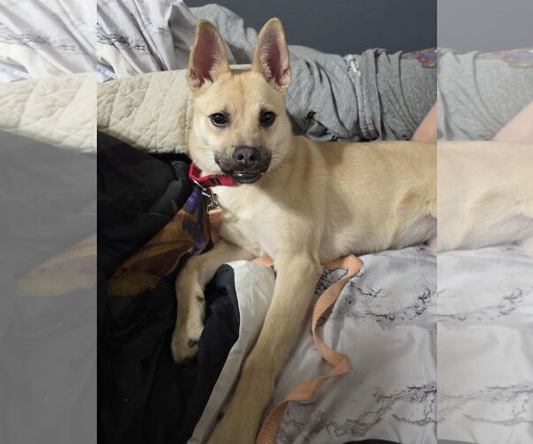 Medium Photo #1 Pug-Unknown Mix Puppy For Sale in Princeton, MN, USA