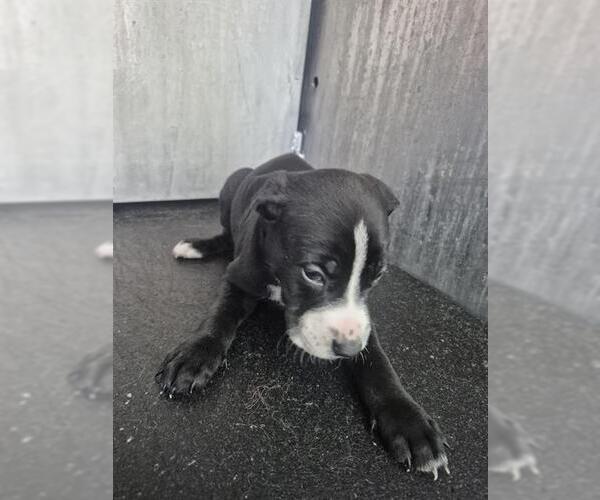 Medium Photo #1 American Staffordshire Terrier-Unknown Mix Puppy For Sale in San Antonio, TX, USA