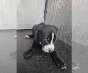 American Staffordshire Terrier-Unknown Mix Dogs for adoption in San Antonio, TX, USA