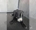 Small American Staffordshire Terrier Mix