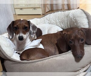 Mother of the Dachshund puppies born on 10/29/2025