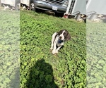 Small Photo #13 German Shorthaired Pointer Puppy For Sale in RIO LINDA, CA, USA