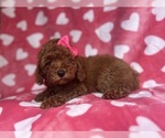 Small #4 Goldendoodle (Miniature)