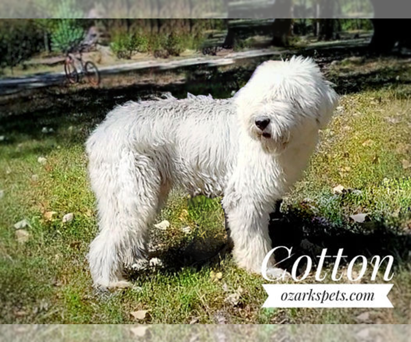 Medium Photo #1 Sheepadoodle Puppy For Sale in GOLDEN CITY, MO, USA