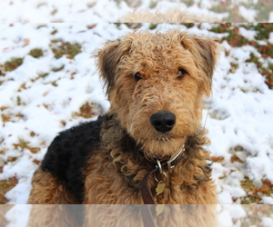 Airedale Terrier Puppy for sale in NEW PINE CREEK, OR, USA