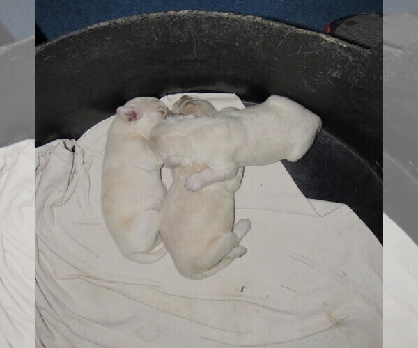 Medium Photo #28 English Cream Golden Retriever Puppy For Sale in NORTHWOOD, OH, USA