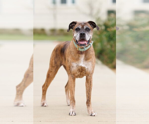 Medium Photo #3 Boxer Puppy For Sale in McKinney, TX, USA