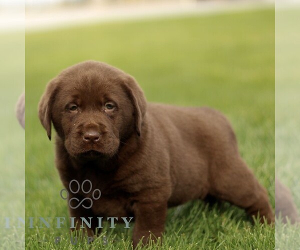Medium Photo #5 Labrador Retriever Puppy For Sale in RONKS, PA, USA
