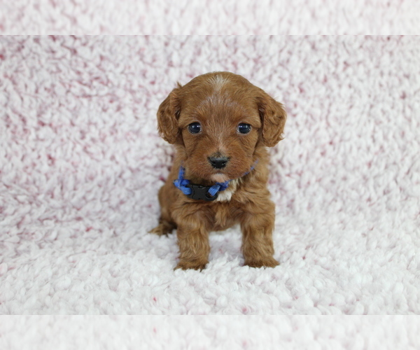 Medium Photo #6 Cavapoo Puppy For Sale in HOMELAND, CA, USA