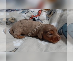 Dachshund Puppy for sale in VALDOSTA, GA, USA