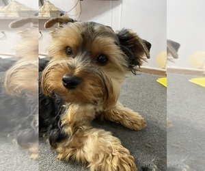 Yorkshire Terrier Puppy for sale in BETHLEHEM, GA, USA
