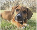 Small Photo #1 Boxer-Unknown Mix Puppy For Sale in McKinney, TX, USA