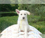 Small #8 German Shepherd Dog