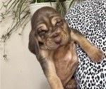 Puppy 5 Bloodhound