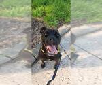 Small #1 Labrador Retriever Mix
