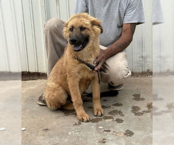 Medium Photo #3 Chow Chow-Unknown Mix Puppy For Sale in Grafton, WI, USA