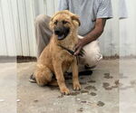 Small #2 Chow Chow Mix