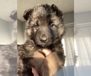German Shepherd Dog Puppy for sale in DEL ROSA, CA, USA