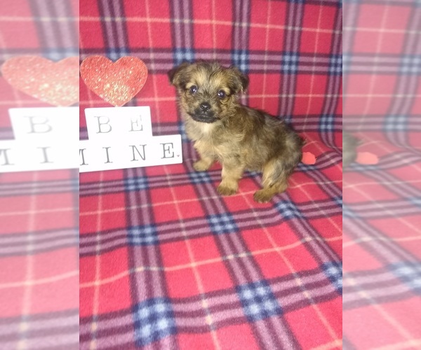 Medium Photo #11 Yorkshire Terrier Puppy For Sale in LAPEER, MI, USA