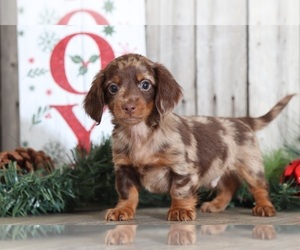 Dachshund Puppy for sale in MOUNT VERNON, OH, USA
