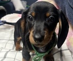 Puppy Green boy Dachshund