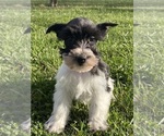Small #1 Schnauzer (Miniature)