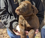 Puppy Orange Labradoodle