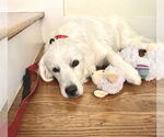 Small #7 Great Pyrenees