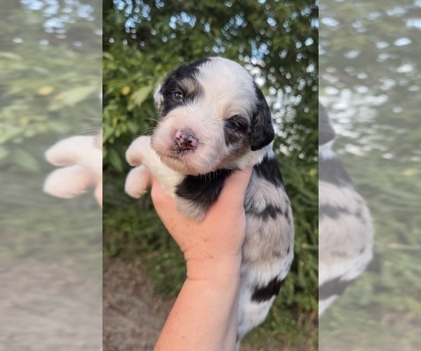 Medium Photo #7 Aussiedoodle Puppy For Sale in WILLS POINT, TX, USA
