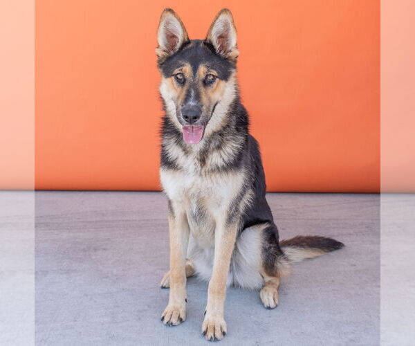 Medium Photo #2 German Shepherd Dog Puppy For Sale in Pasadena, CA, USA